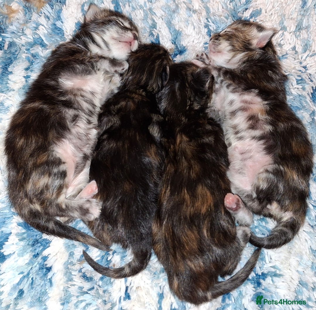 Maine Coon cats for sale: Beautiful torbie Maine Coon girls - Image 13