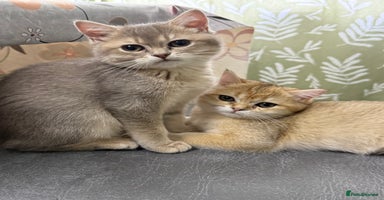 British Shorthair cats - Advert 9