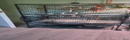 Ringnecks birds for sale: Female indian ringneck parrot in Newcastle - Advert 5