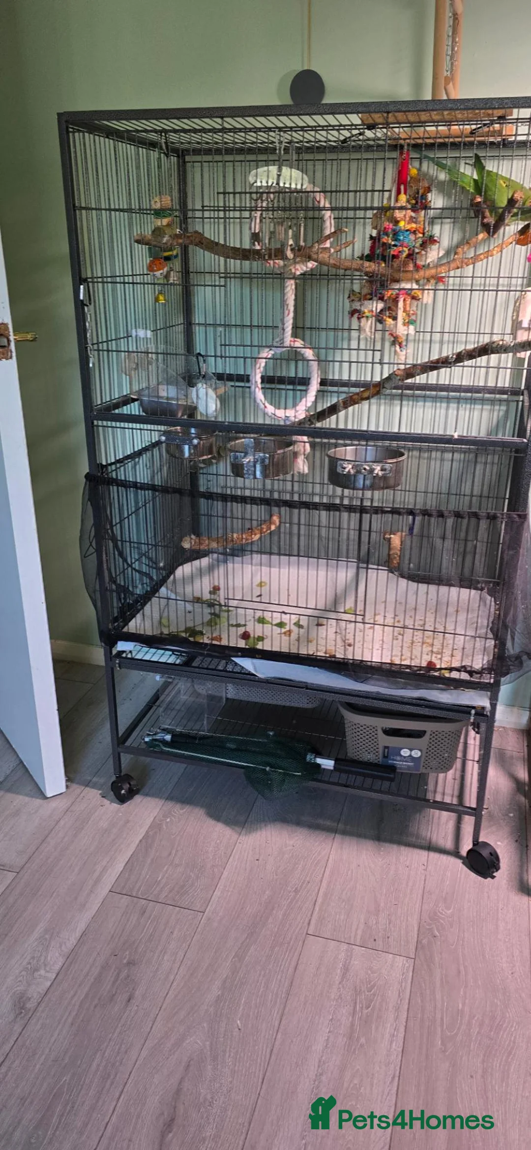 Ringnecks birds for sale: Female indian ringneck parrot in Newcastle - Advert 5
