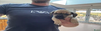 Mixed Breed 5