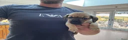Mixed Breed dogs for sale: Stunning pug x dachshund  in Liskeard - Advert 6