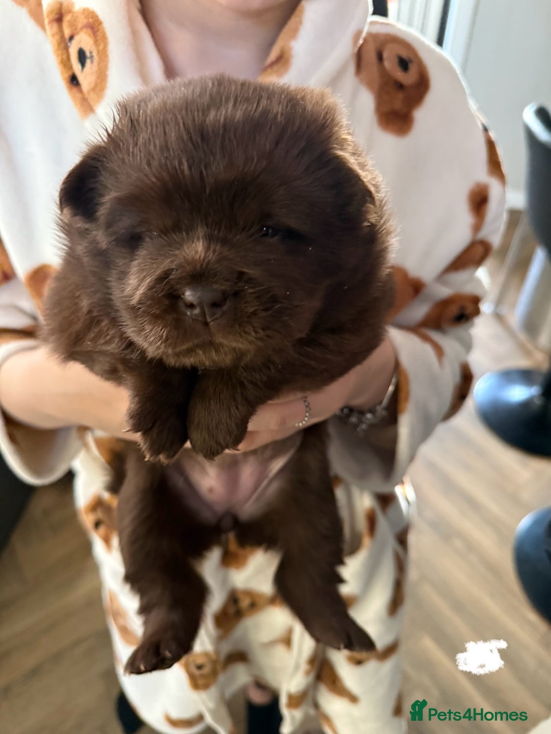 Chow Chow dogs for sale: (READY NOW) Chocolate chow chow female - Advert 6