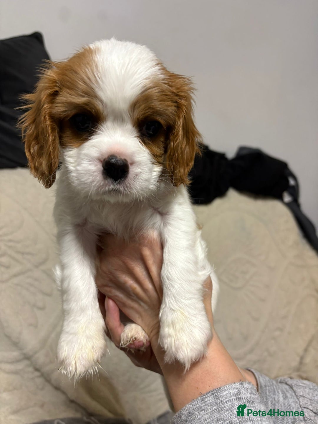 Cavalier King Charles Spaniel dogs for sale: Beautiful Blenheim King Charles spaniel pups    - Advert 2