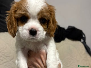 Cavalier King Charles Spaniel dogs Beautiful Blenheim King Charles spaniel pups - Advert 7