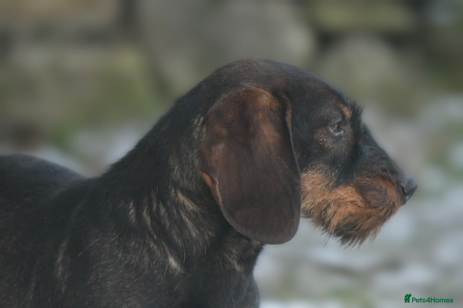 Dachshund dogs Champion bloodline Teckel stud  in Skipton - Advert 1