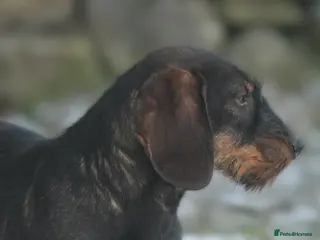 Dachshund dogs Champion bloodline Teckel stud in Skipton - Advert 4