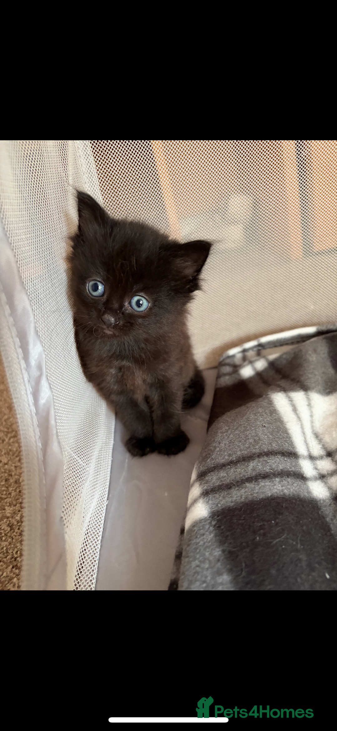 Domestic Shorthair cats for sale: Domestic Shorthair cross Mainecoon ragdoll - Image 2