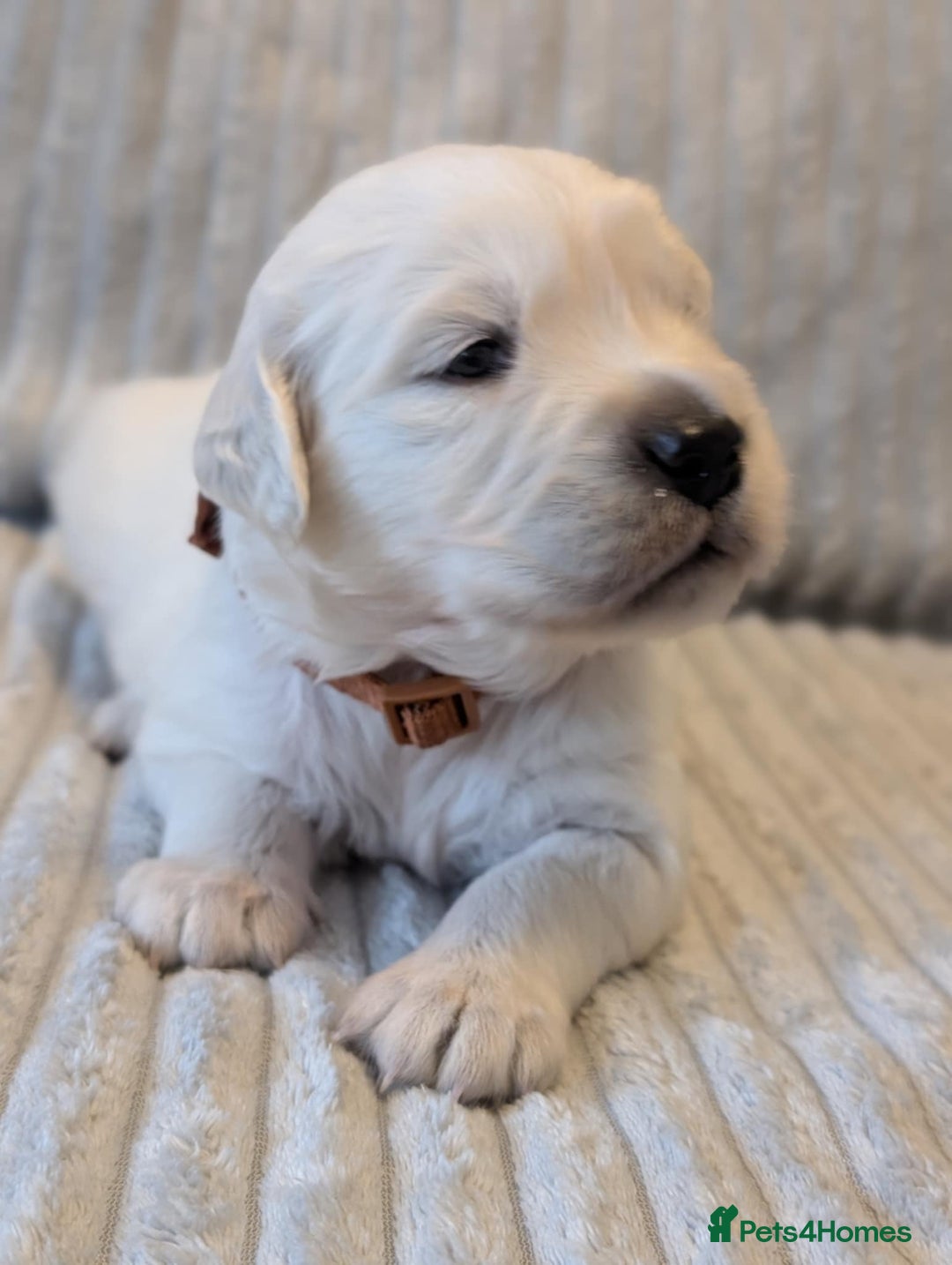 Golden Retriever dogs for sale: Golden Retriever KC - Image 4