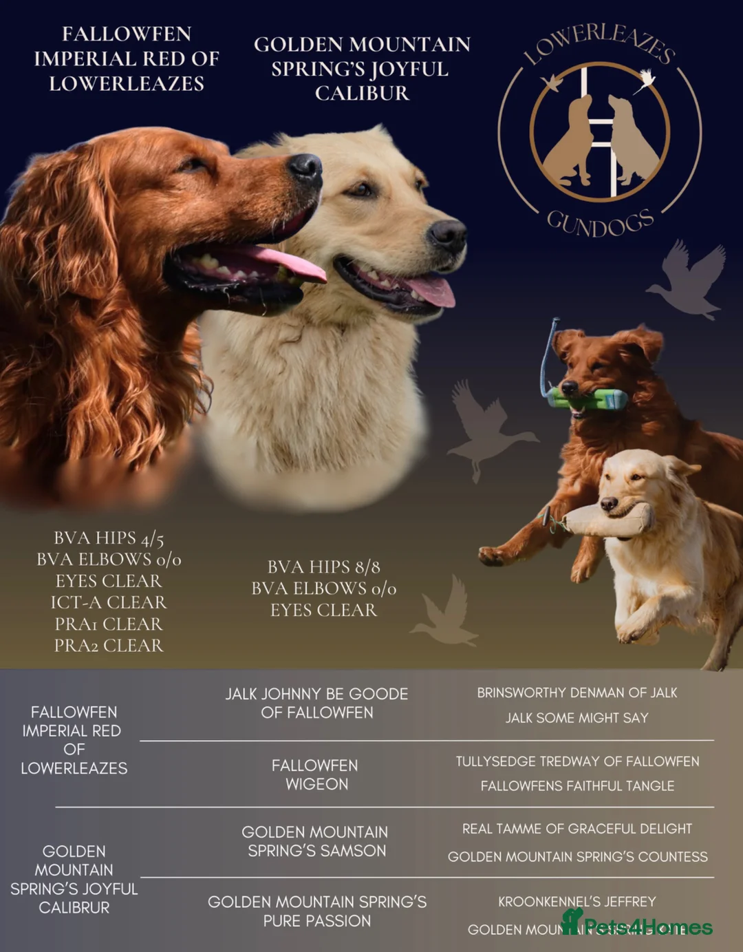 Golden Retriever dogs for sale: Golden retriever puppies  - Advert 1