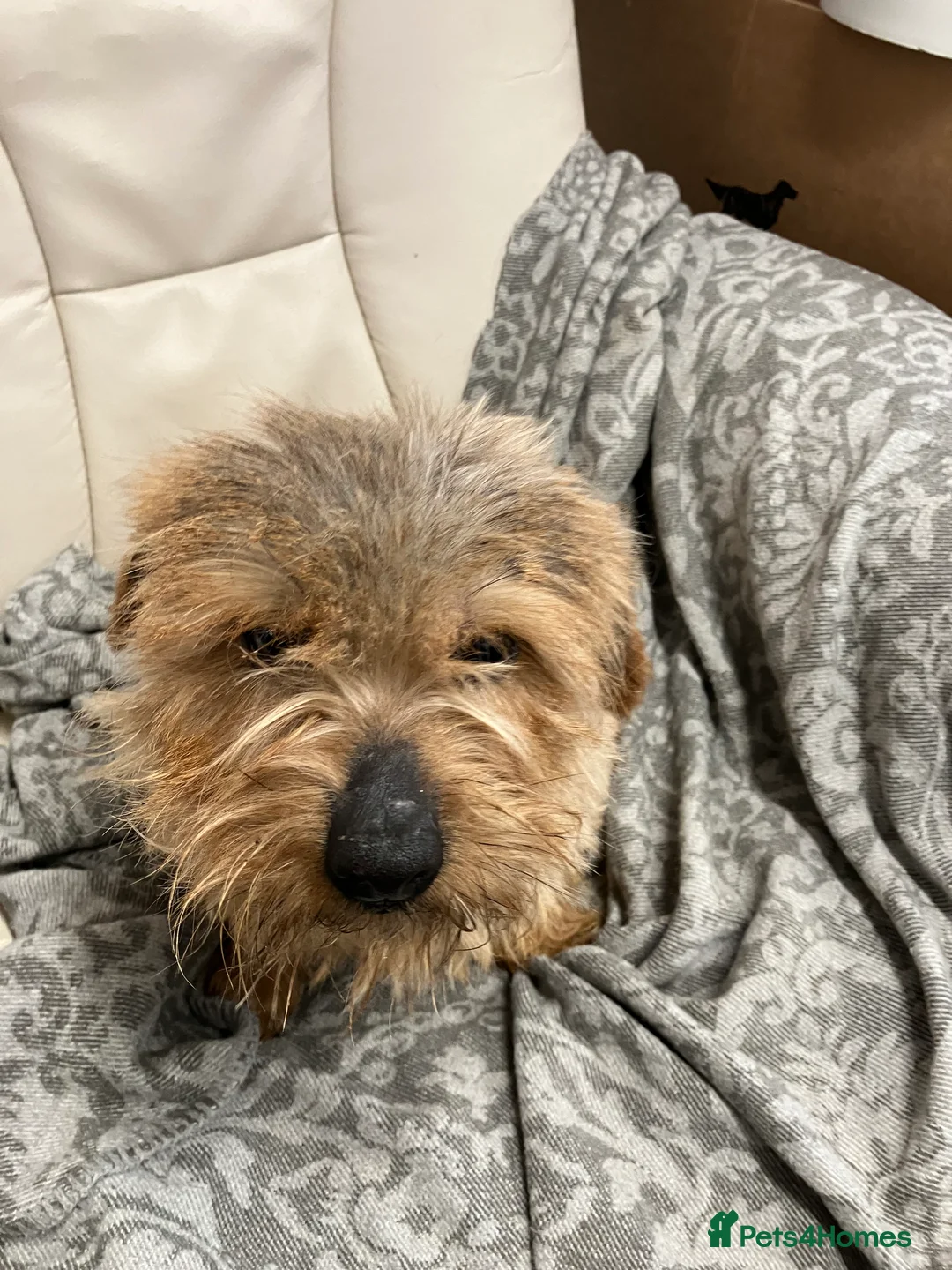 Norfolk Terrier dogs for sale: Norfolk terrier - Advert 2