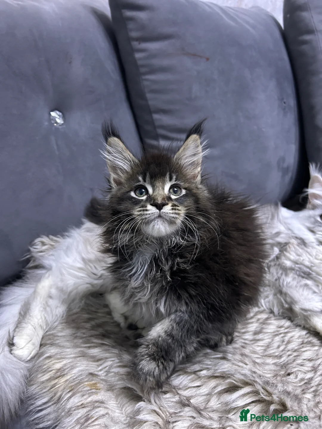 Maine Coon cats for sale: Maine Coon Kitten  - Advert 1
