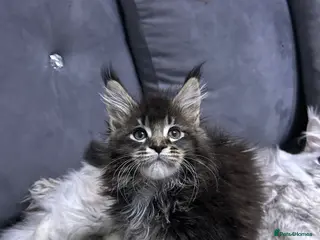 Maine Coon cats Maine Coon Kitten - Advert 1