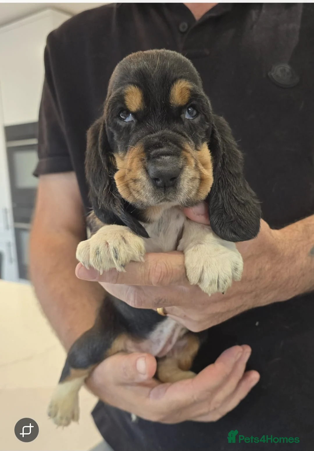 Basset Hound dogs for sale: Outstanding KC Registered Basset Hound Puppies - Advert 2