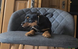 Mixed Breed dogs for sale: F1 Dachshund x Jack Russell  - Image 5