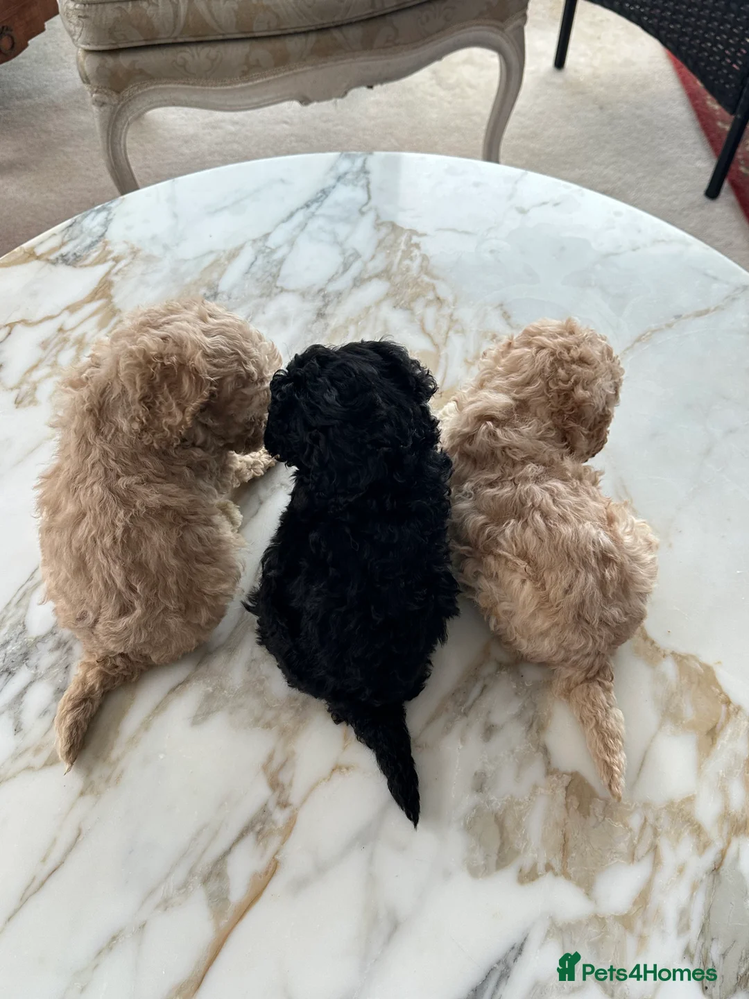 Miniature Poodle dogs for sale: Pedigree club registered 3 Miniature poodles!  - Advert 3