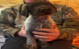 German Wirehaired Pointer dogs for sale: KC Reg GWP puppies  - Advert 6