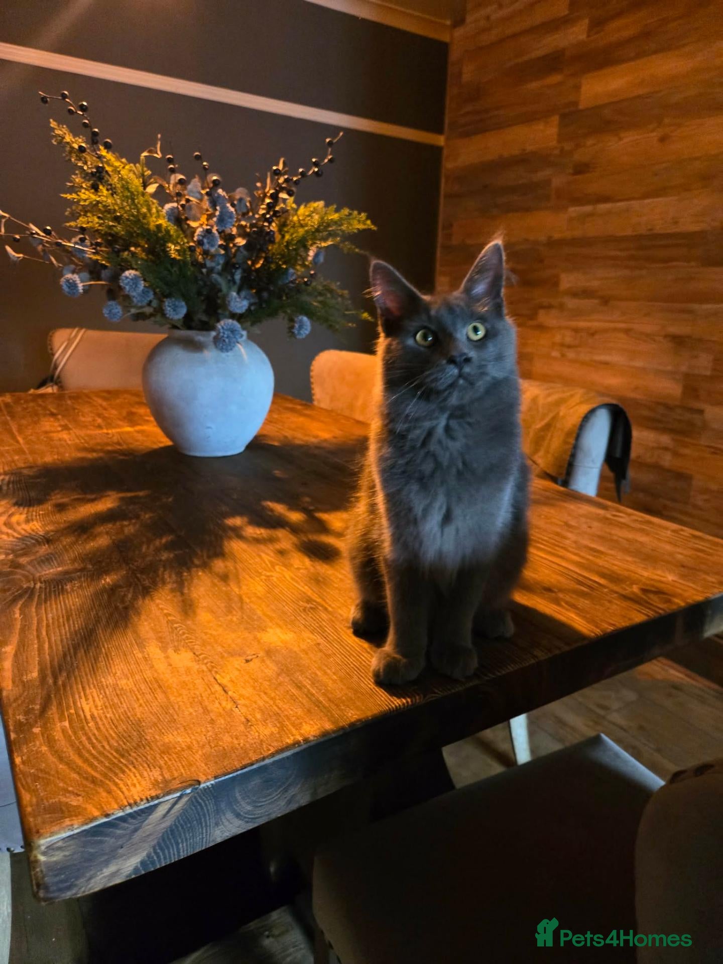 Maine Coon cats Blue Maine coon 1 male 1 female ready to go - Advert 17