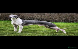 Whippet dogs for sale: Kc reg whippet litter.  male & female available - Image 27