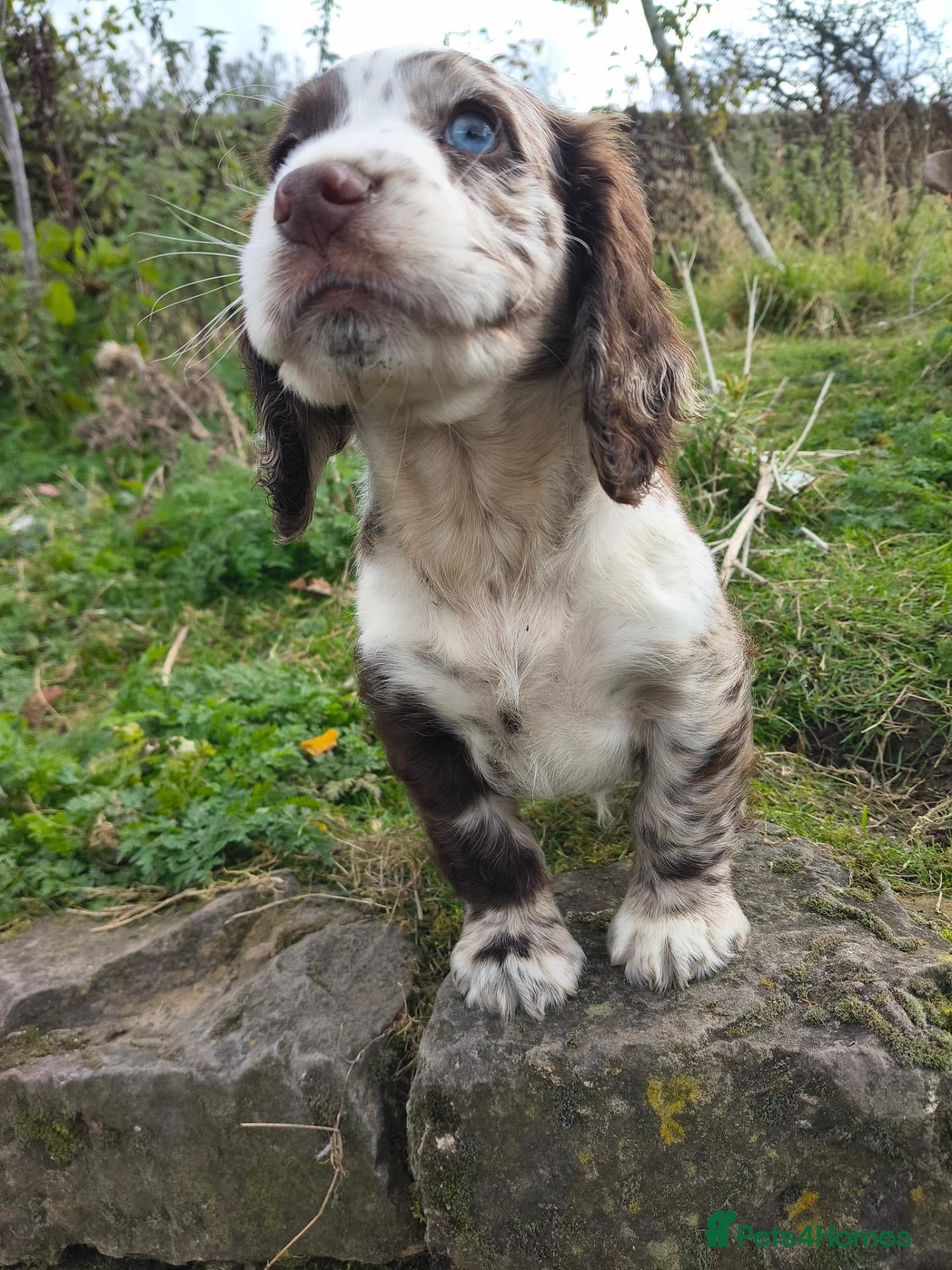 Cocker Spaniel dogs 5 beautiful Cocker pups for sale - Advert 18
