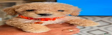 Miniature Poodle 1