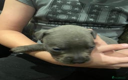 Staffordshire Bull Terrier dogs for sale: Blue staffie pupz - Image 6