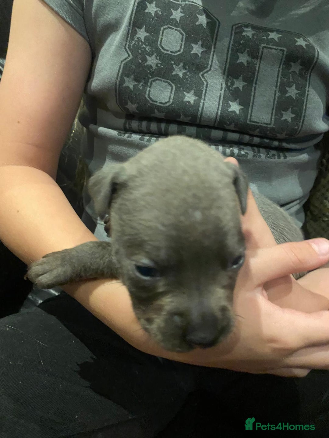 Staffordshire Bull Terrier dogs for sale: Blue staffie pupz - Image 6
