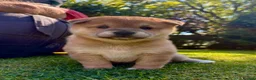 Japanese Shiba Inu dogs for sale: BEAUTIFUL RED PURE BREED SHIBA INU PUPPIES 💜 in Swadlincote - Advert 6