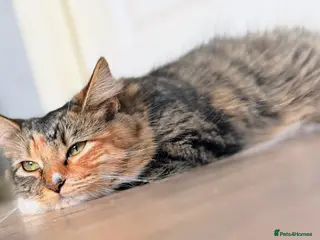 Mixed Breed cats 3 Playful Kittens (1 Girl, 2 Boys) - Advert 1