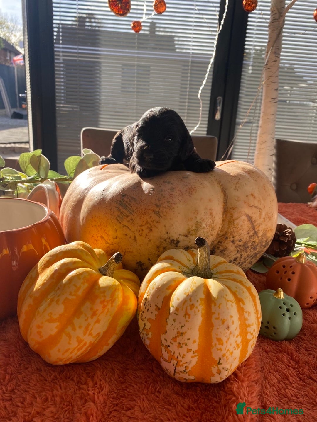 Cockapoo dogs for sale: Beautiful black F1B cockapoo boy ready next week  - Advert 18