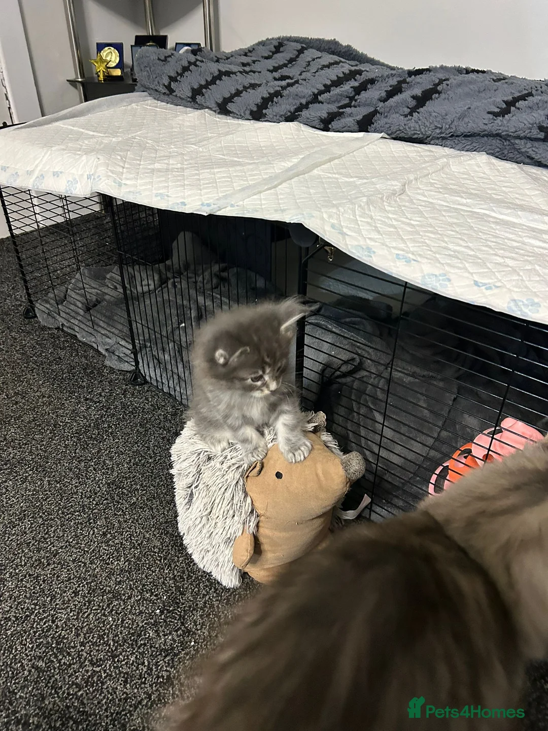 Maine Coon cats for sale: Pedigree main coon kittens  in Halifax - Advert 2