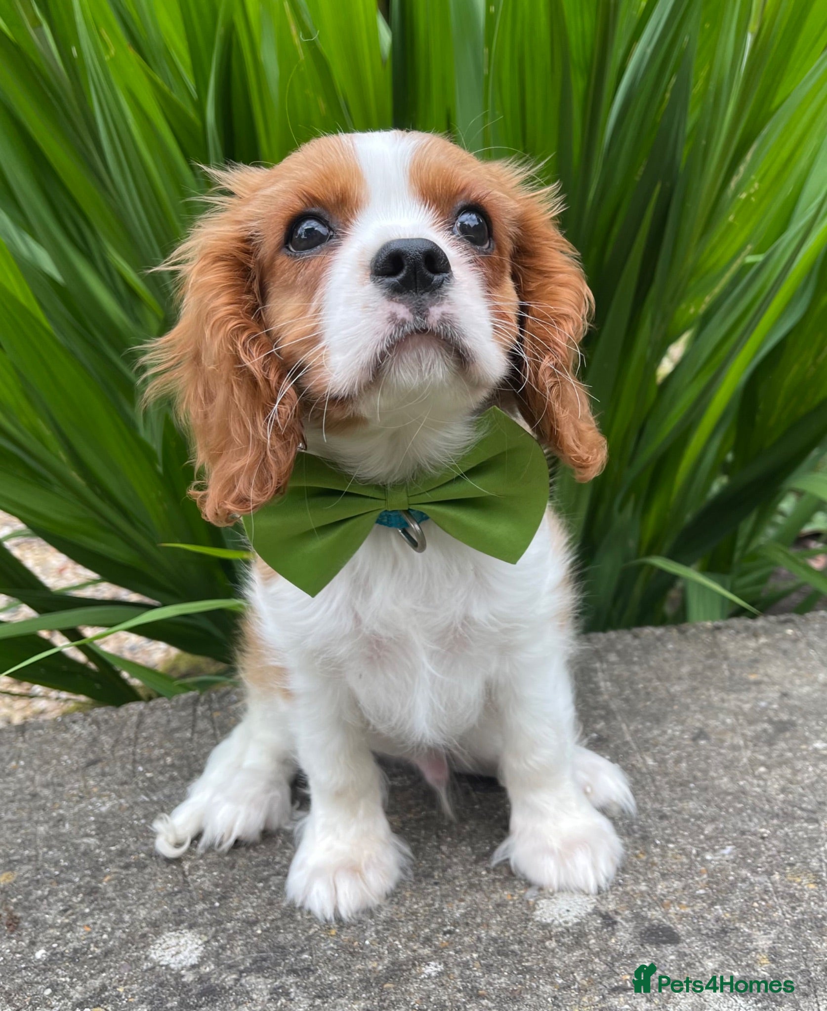 Cavalier King Charles Spaniel dogs Quality Cavalier King Charles puppy  - Advert 1