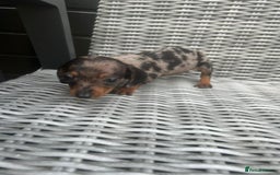 Miniature Dachshund dogs for sale: Miniature Dachshund Pups Ready For Loving Homes - Image 1
