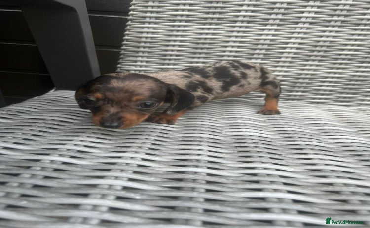 Miniature Dachshund dogs - Advert 2