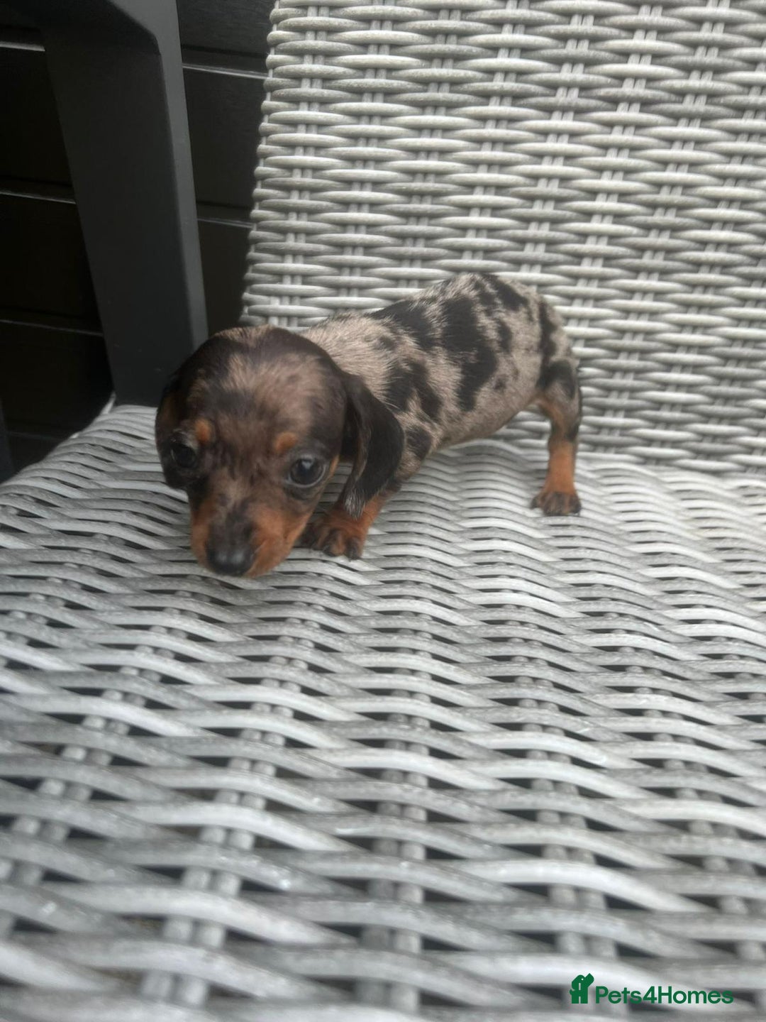 Miniature Dachshund dogs for sale: Miniature Dachshund Pups Ready For Loving Homes - Image 1