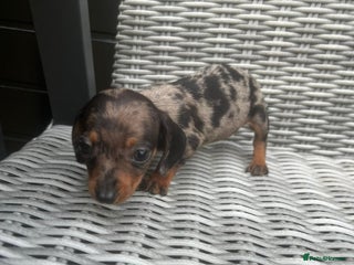 Miniature Dachshund dogs for sale - Advert 1