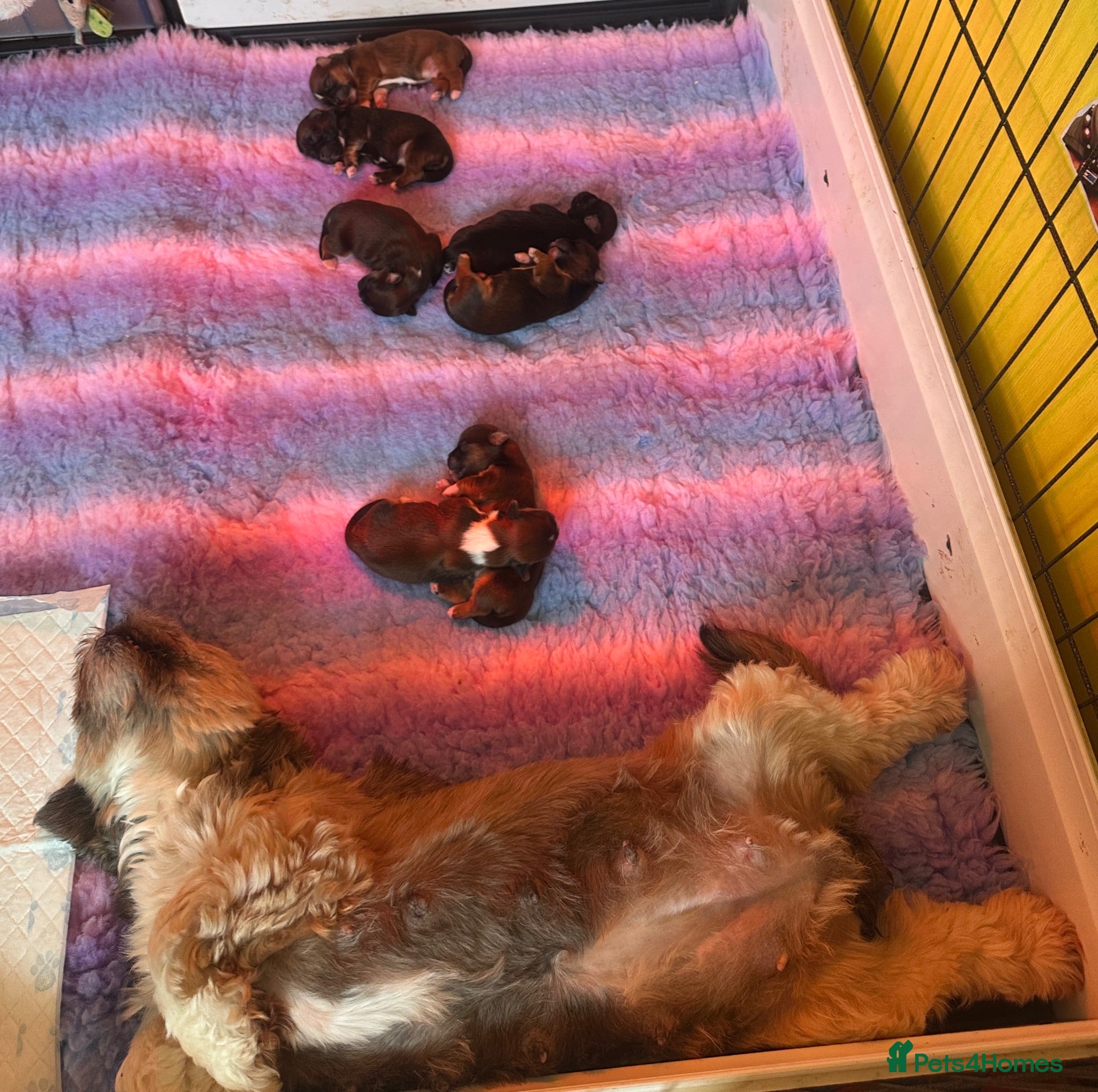 Lhasa Apso dogs KC Registered Lhasa Puppies  - Advert 1