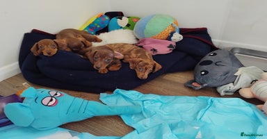 Dachshund dogs - Advert 1