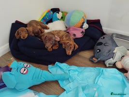 Dachshund dogs - Advert 1