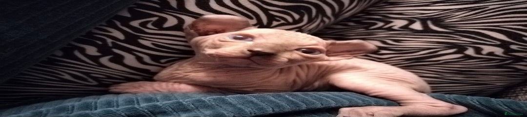 Sphynx Kitten 1