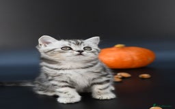 Scottish Fold cats for sale: LICENSED CATTERY, PURE BREED TOP QUALITY KITTENS - Image 11