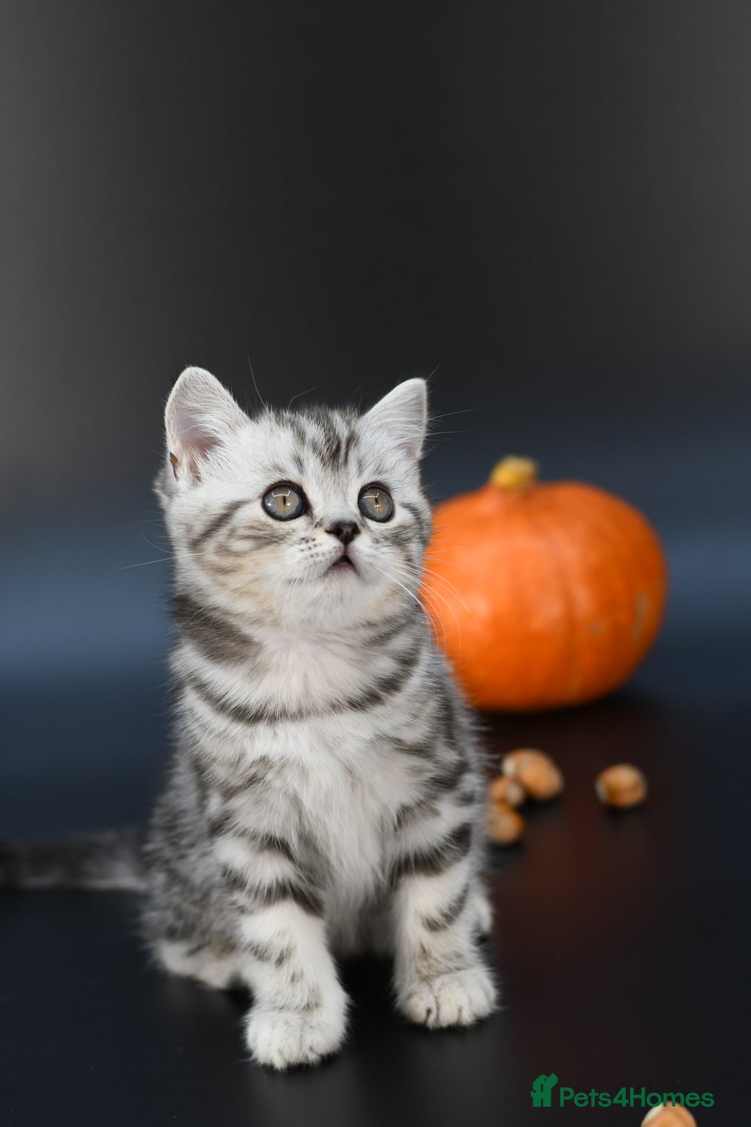 Scottish Fold cats for sale: LICENSED CATTERY, PURE BREED TOP QUALITY KITTENS - Image 11