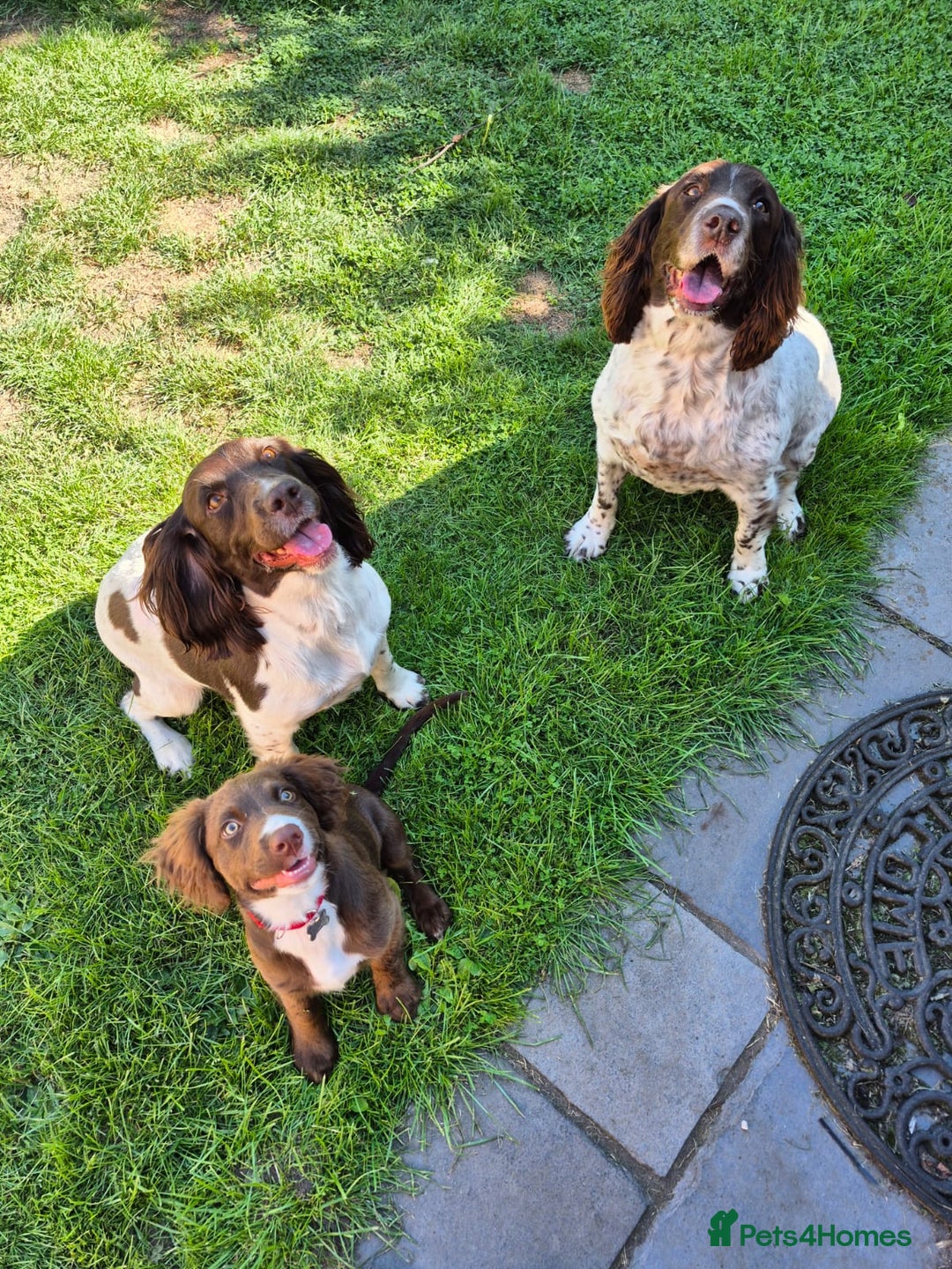Sprocker dogs for sale: F1 Sprocker Spaniel Puppies 7 Boys & 2 Girls 🐾 - Advert 2
