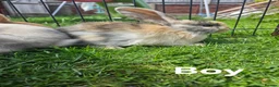 Mixed Breed rabbits for sale: Lop and lion lop half brothers - bonded. - Advert 8