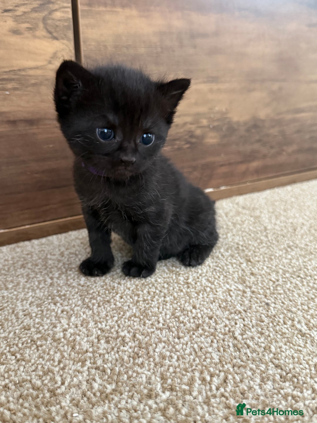Mixed Breed cats for sale: 5 beautiful, playful kittens for sale  - Image 5
