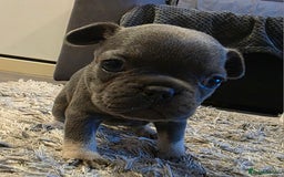 French Bulldog dogs for sale: French Bulldog puppys  - Image 4