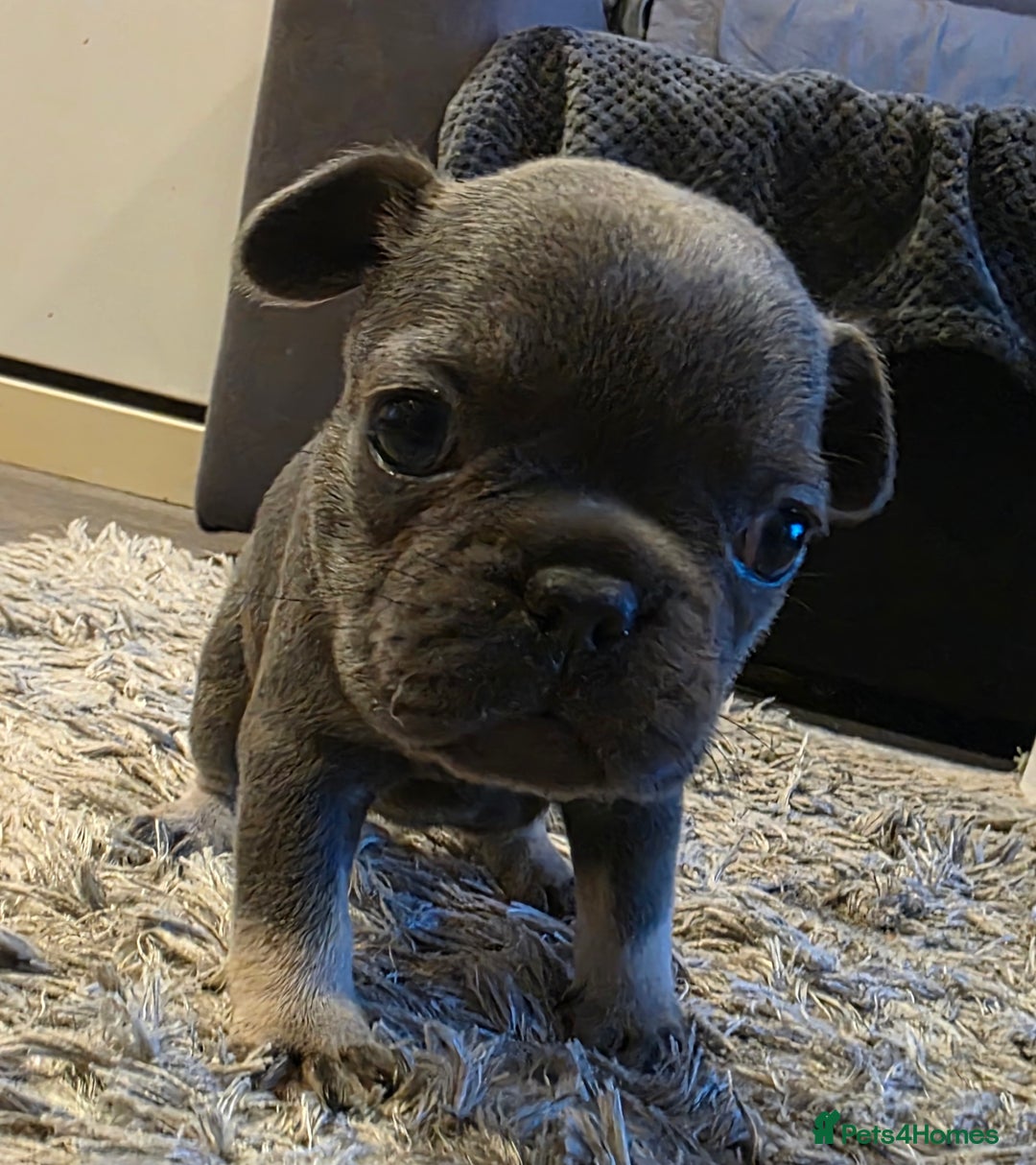 French Bulldog dogs for sale: French Bulldog puppys  - Image 4