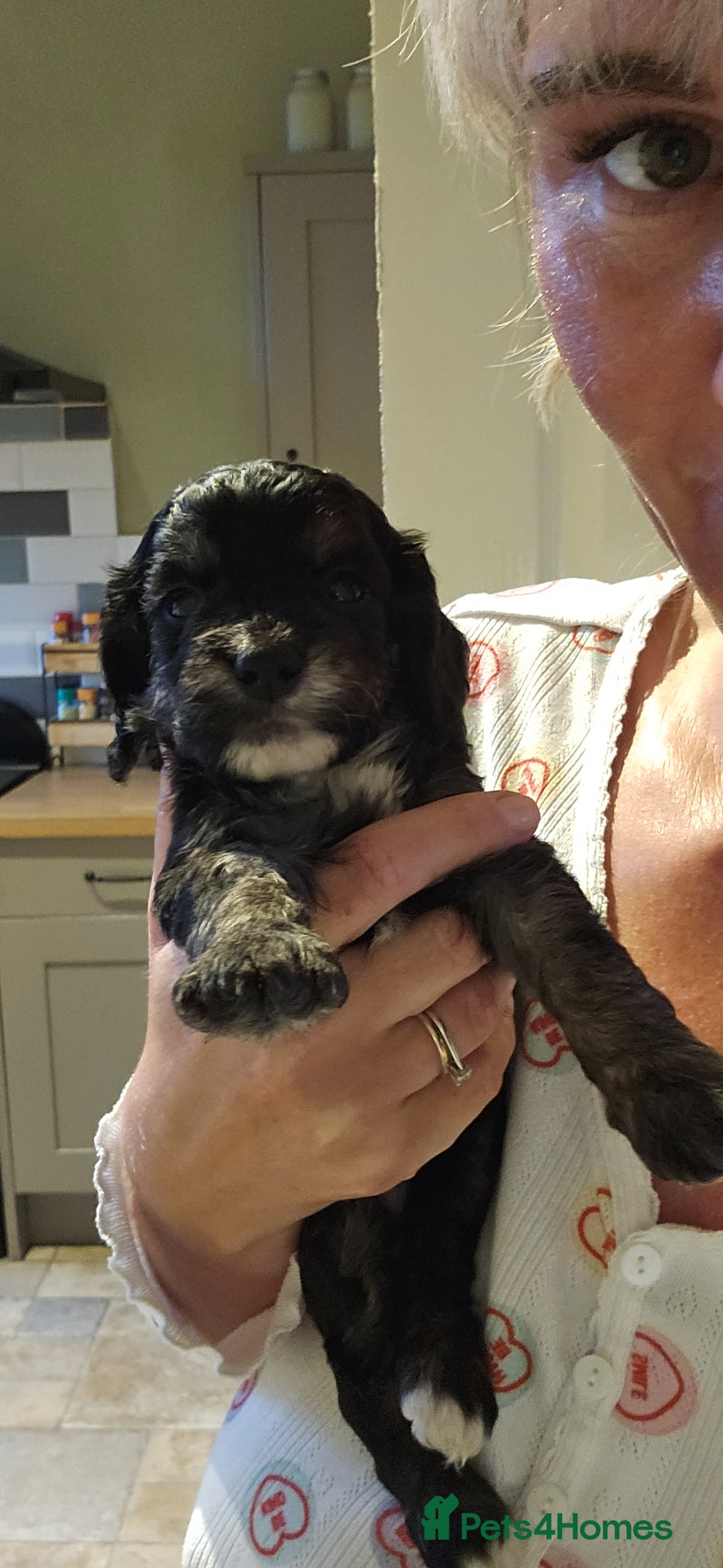 Cockapoo dogs Beautiful Litter of Stunning Cockerpoo Puppies - Advert 1