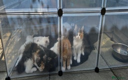Maine Coon cats for sale: Gccf maincoon kittens. Ready from the 20th Sept  - Image 11