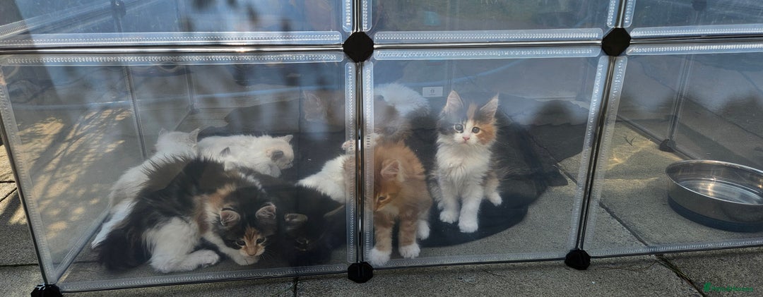 Maine Coon cats for sale: Gccf maincoon kittens. Ready from the 20th Sept  - Image 11